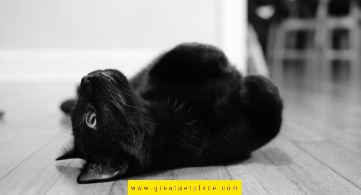 Playful Black Cat Names