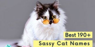 Sassy Cat Names