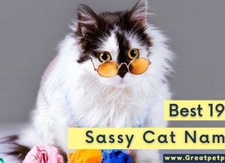 Sassy Cat Names