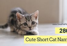 Cool Short Cat Names