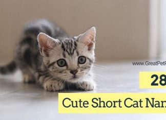 Cool Short Cat Names