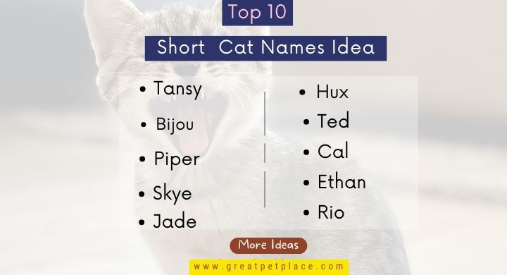 Top 10 Short Cat Names