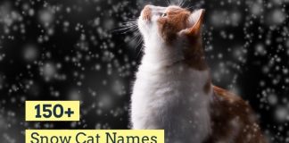 Snow Cat Names