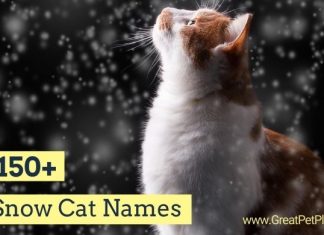 Snow Cat Names
