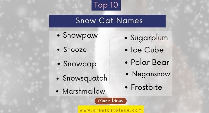 Top 10 Snow Cat Names
