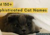 Sophisticated Cat Names
