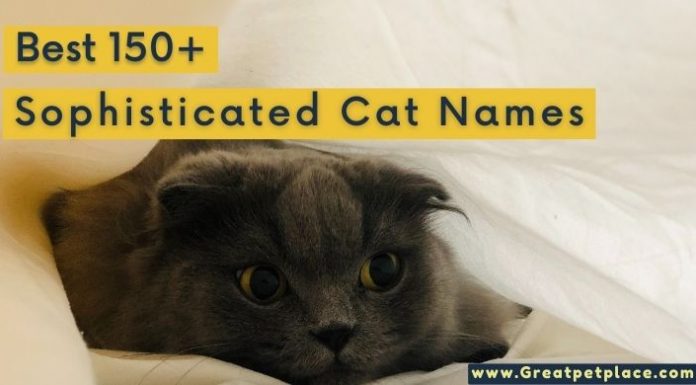 Sophisticated Cat Names