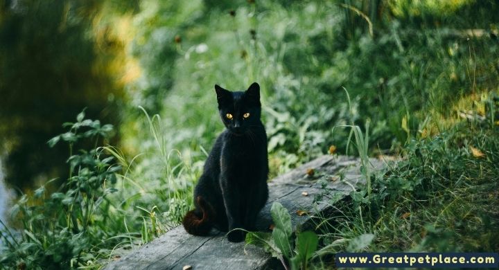 Spiritual Black Cat Names