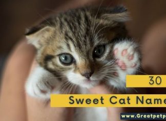Sweet Cat Names