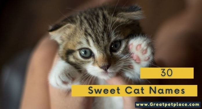 Sweet Cat Names