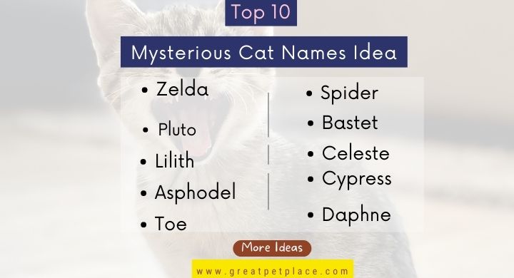 Our Top 10 Mysterious Cat Names