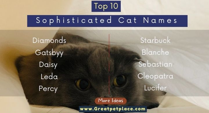10 Sophisticated Cat Names