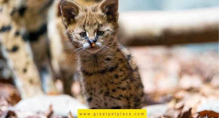 Cute Spotted Cat Names 