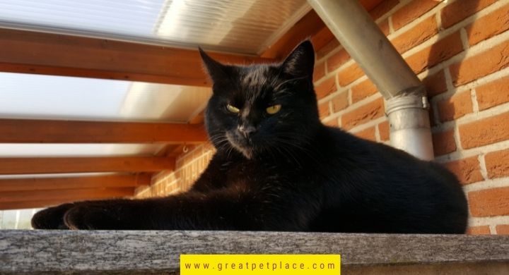 Mysterious Black Cat Names