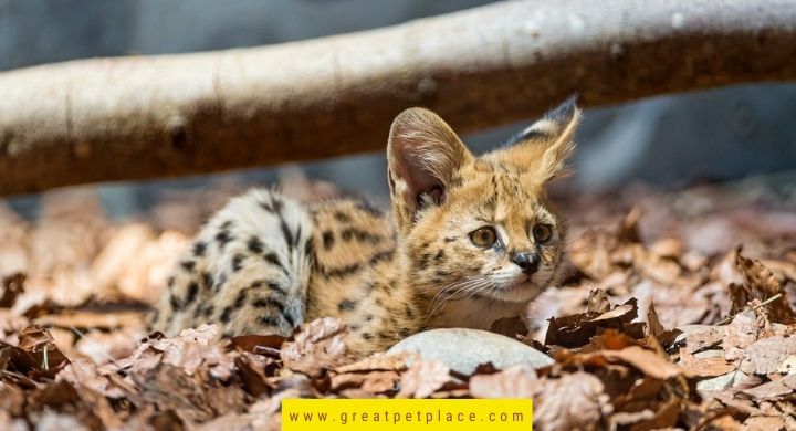 Spotted Wild Cat Names 