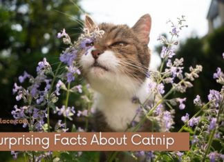 Facts About Catnip
