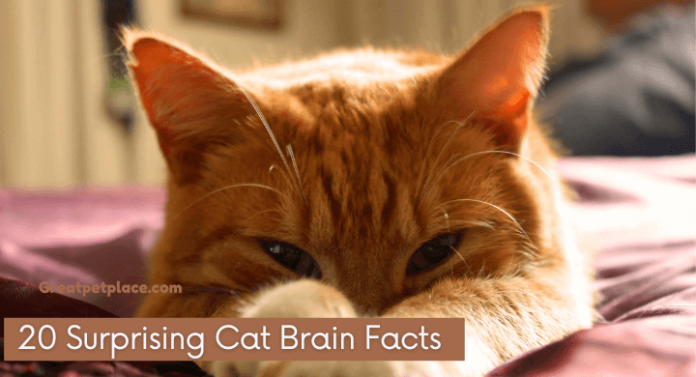 Cat Brain Facts