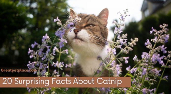 Facts About Catnip