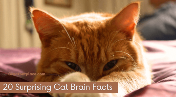 Cat Brain Facts