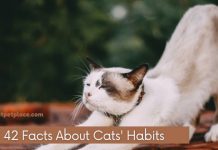 Facts About Cats’ Habits