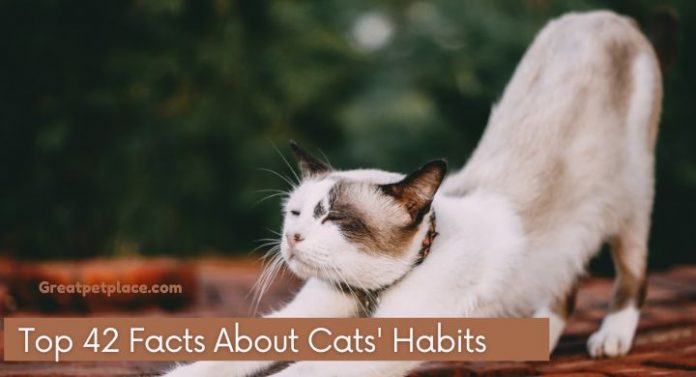 Facts About Cats’ Habits