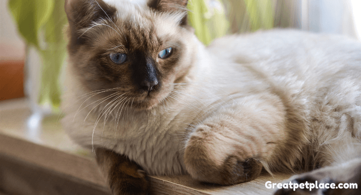 Fun Facts About Ragdoll Cats