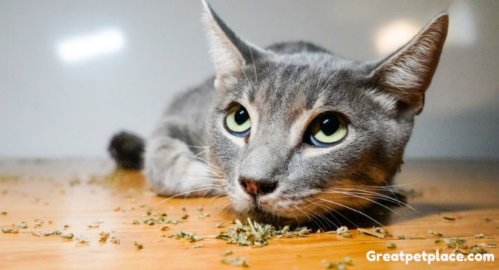 Interesting Facts About Catnip