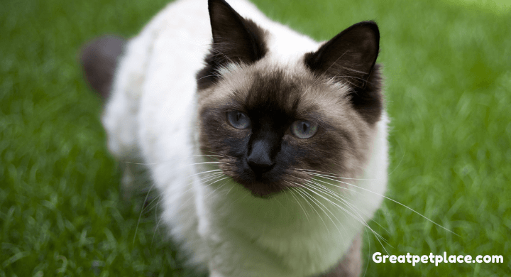 Fascinating Facts About Ragdoll Cats