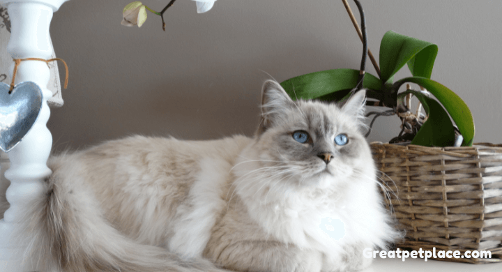 Interesting Facts About Ragdoll Cats