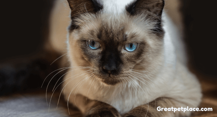 Cool Facts About Ragdoll Cats
