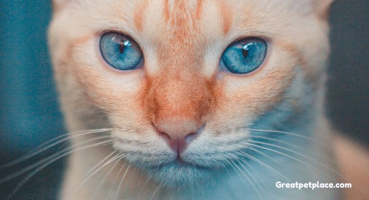 Cat Blue Eyes Facts