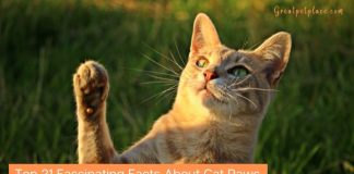 Cat Paw Facts