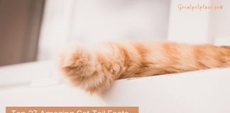 Cat-Tail-Facts