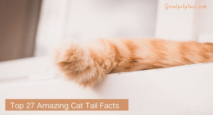 Cat-Tail-Facts