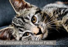 Cat-Whisker-Facts