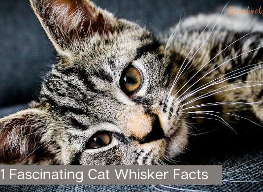 Cat-Whisker-Facts
