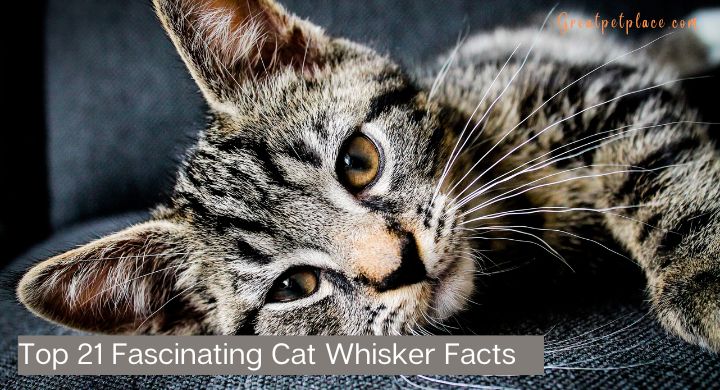 Cat Whisker Facts 15 Interesting Facts About Cat Whiskers