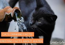 Cats-Drinking-Fact