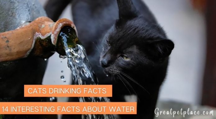 Cats-Drinking-Fact