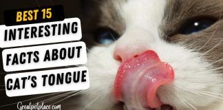 Cats-Tongue-Facts