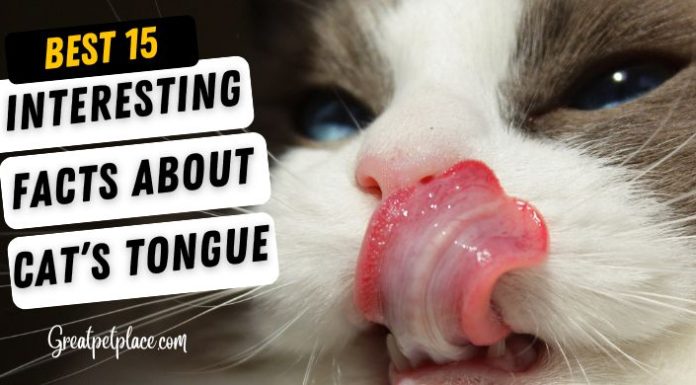 Cats-Tongue-Facts