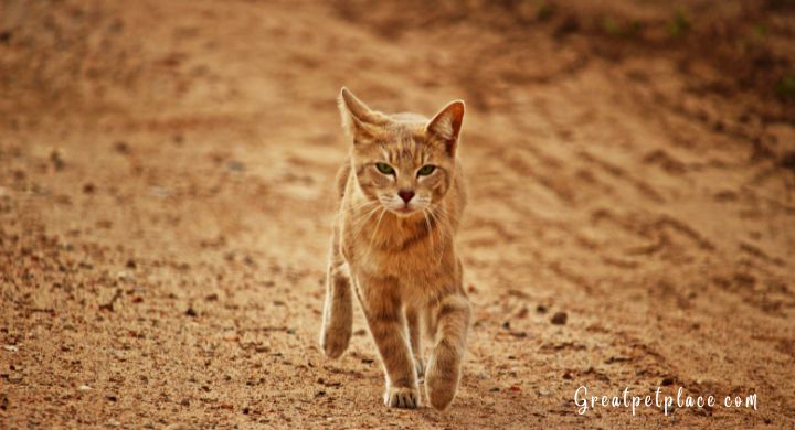 Top 10 Surprising Facts About Cats' Hunting Skills