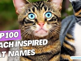 Top-100-Beach-Inspired-Cat-Names