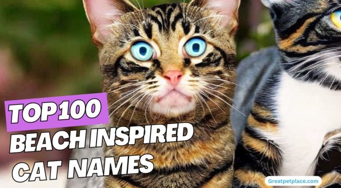 Top-100-Beach-Inspired-Cat-Names