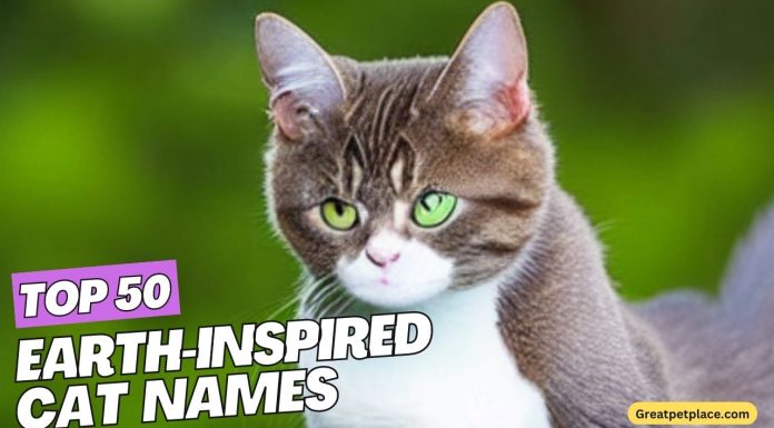 Top-50-Earth-Inspired-cat-Names