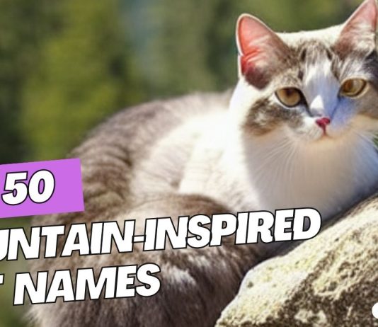 Top-50-Mountain-Inspired-Cat-Names