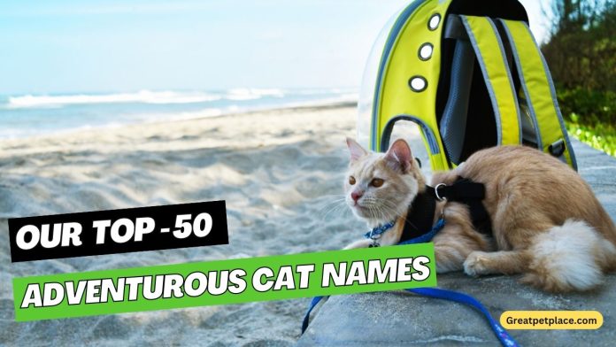 Adventurous-Cat Names