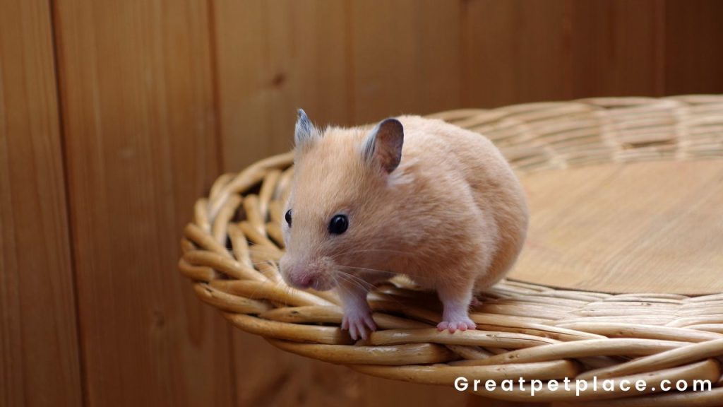 Cute-Male-Hamster-Names