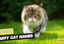Fluffy-Cat-Names