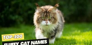 Fluffy-Cat-Names